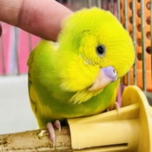 画像更新☆エネルギッシュなビタミンカラー🍋セキセイインコ(グリーンスパングルパイド)入荷しました❤️