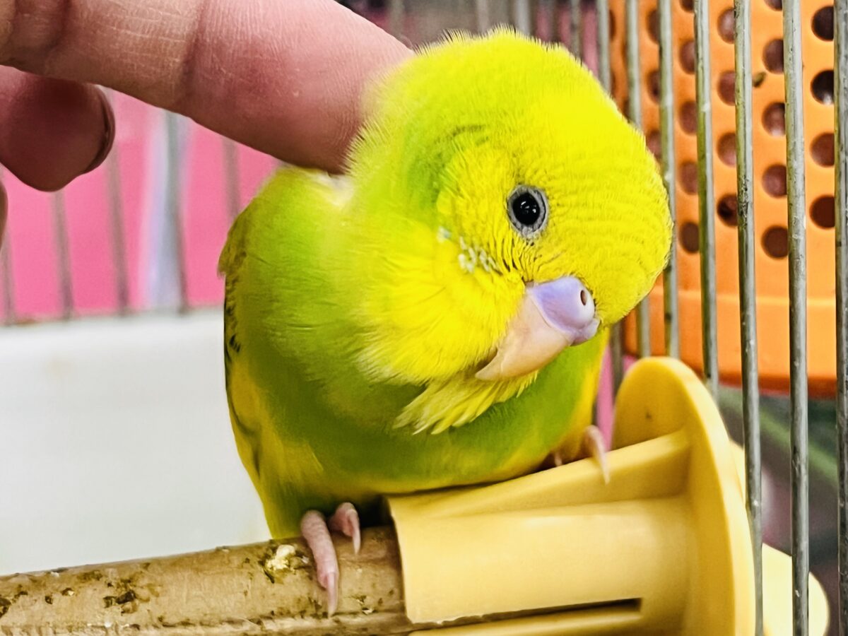 画像更新☆エネルギッシュなビタミンカラー🍋セキセイインコ(グリーン