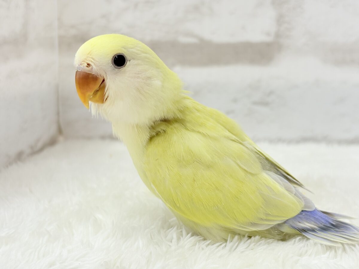 【最新画像更新🪄】ふんわり柔らか癒し系🪅コザクラインコ(シナモン) ヒナ コザクラインコ(小桜インコ)