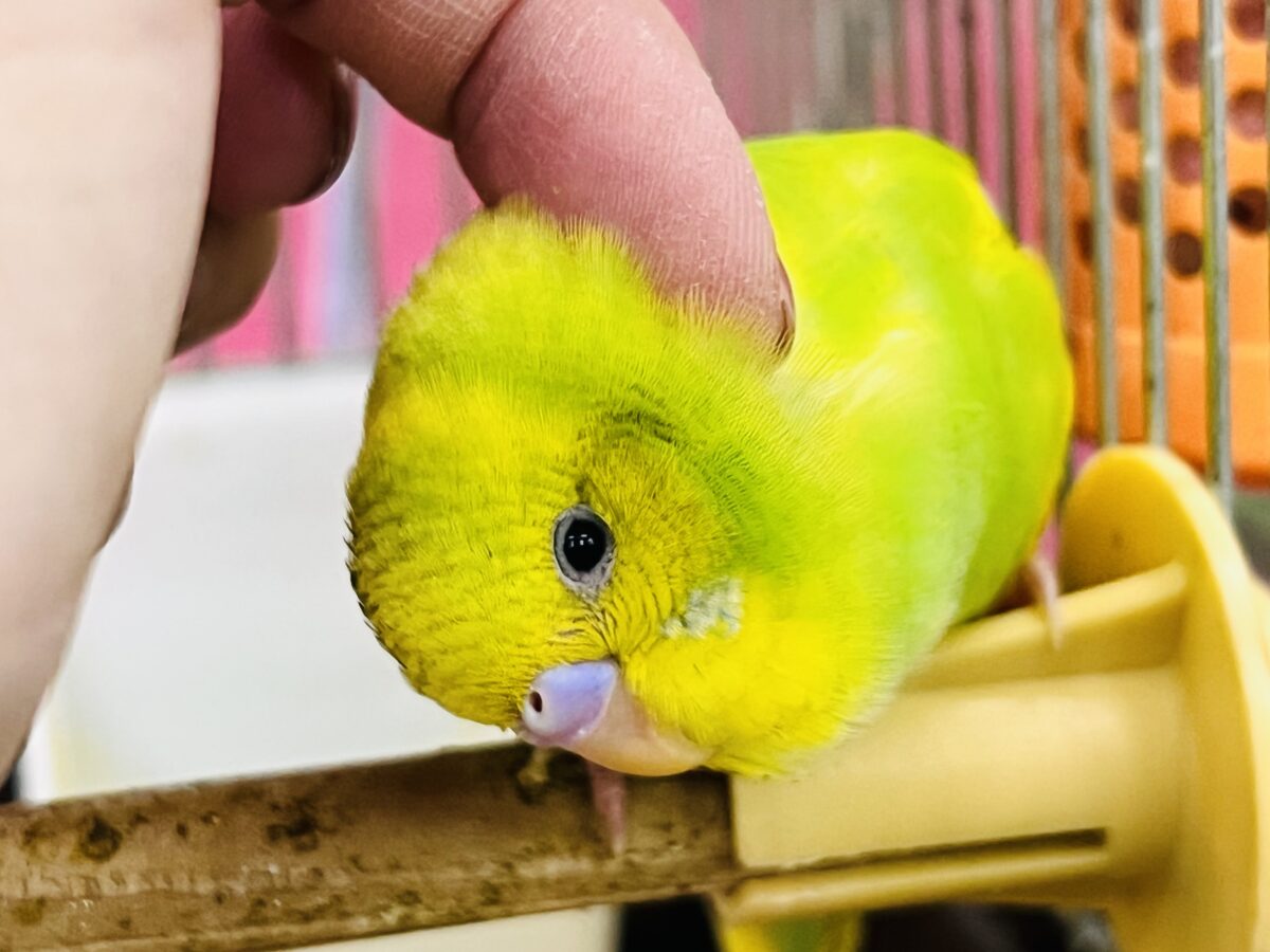 セキセイインコ