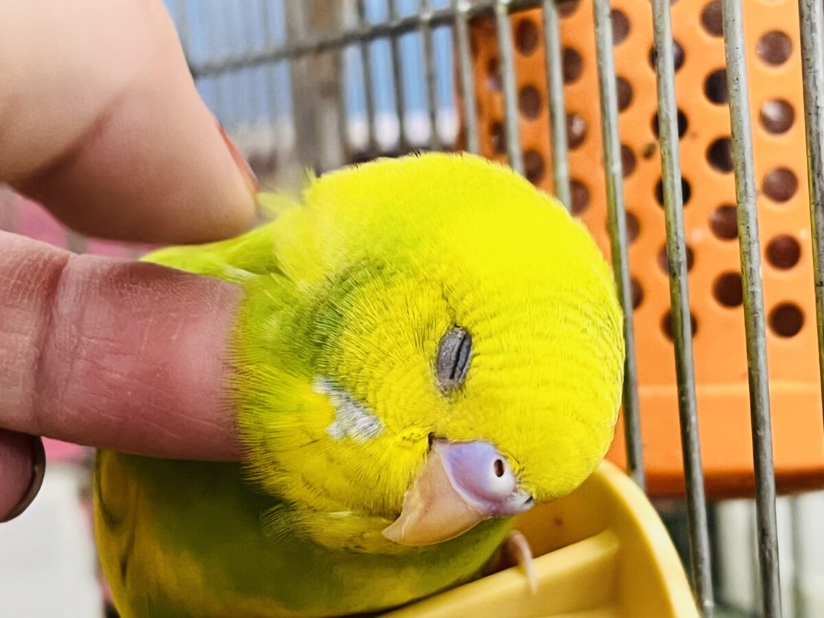 セキセイインコ