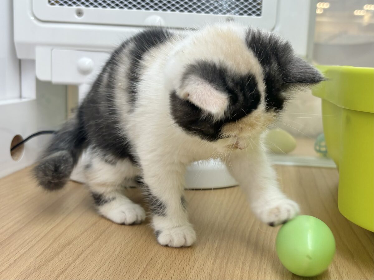 ミックス猫