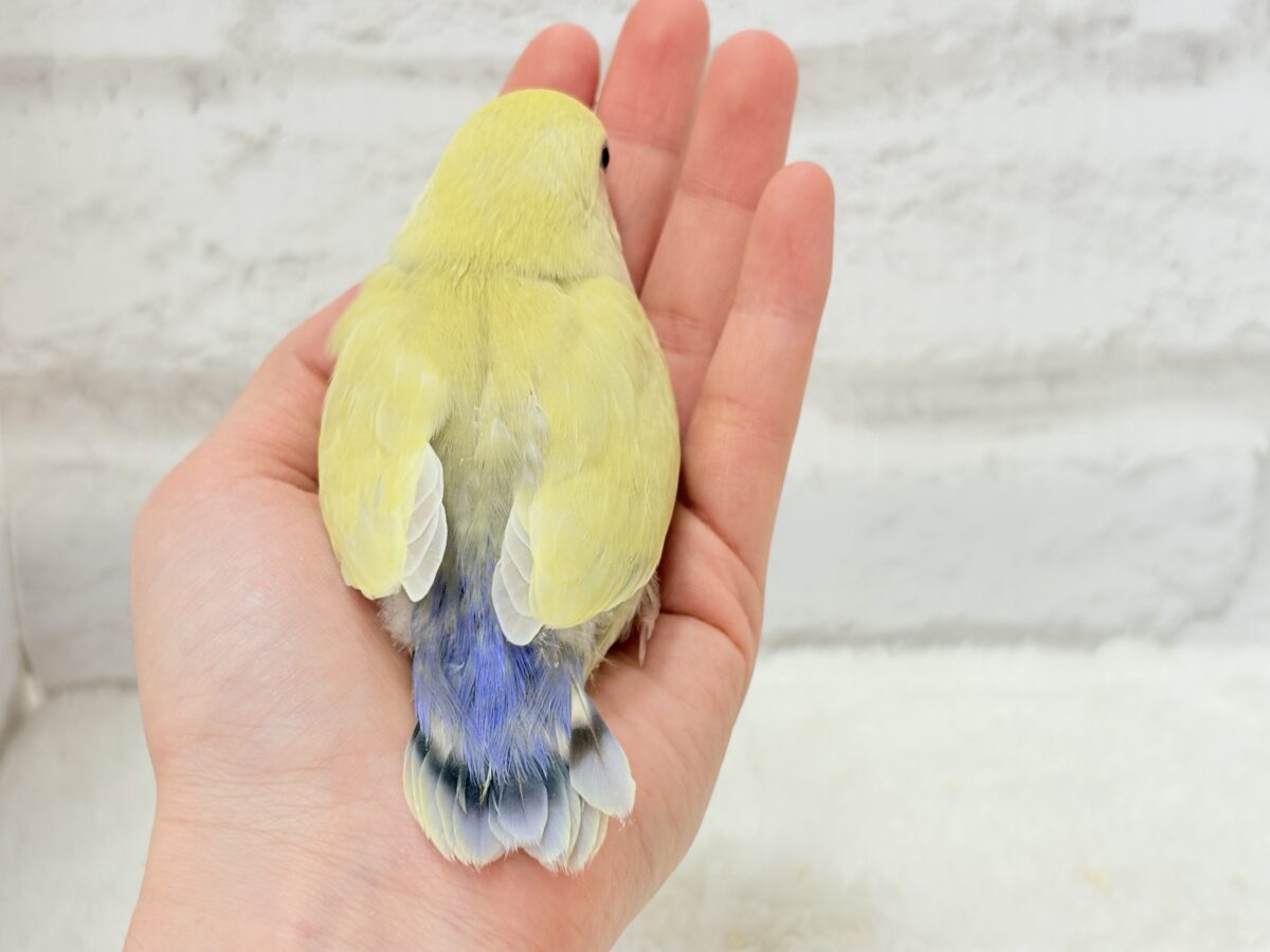 コザクラインコ（小桜インコ）