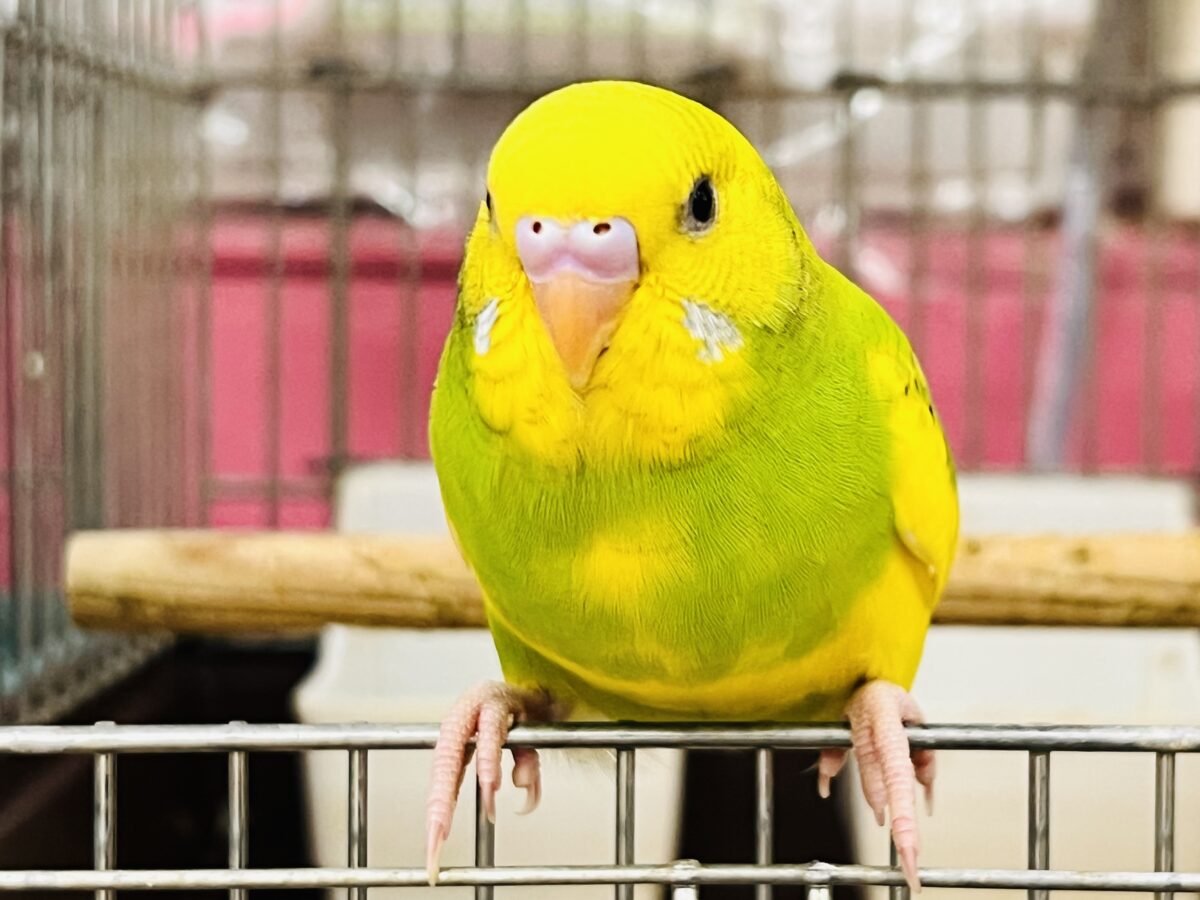 セキセイインコ