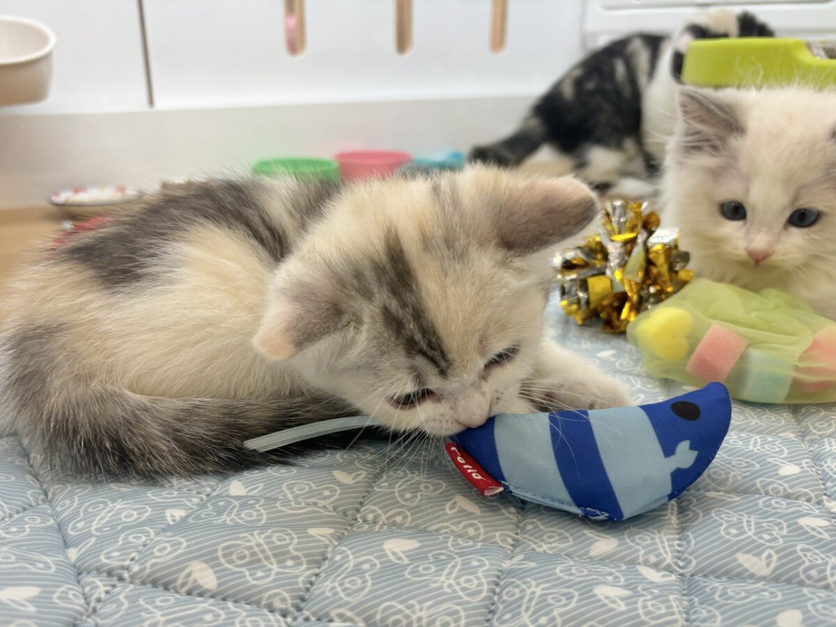 ミックス猫