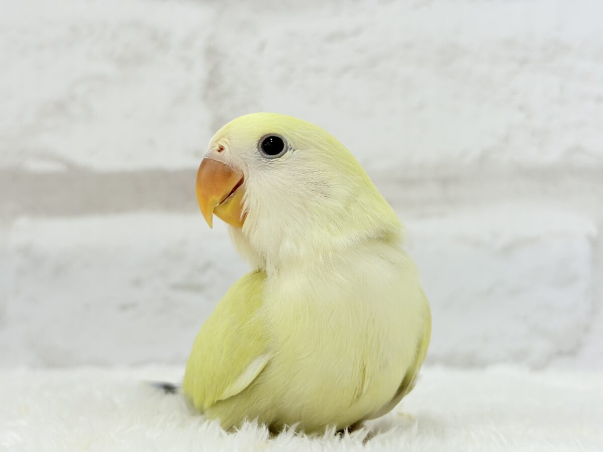 【最新画像更新🪄】ふんわり柔らか癒し系🪅コザクラインコ(シナモン) ヒナ コザクラインコ(小桜インコ)
