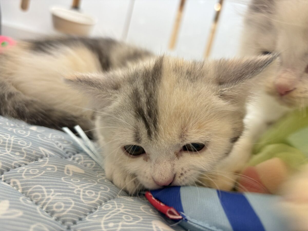 ミックス猫