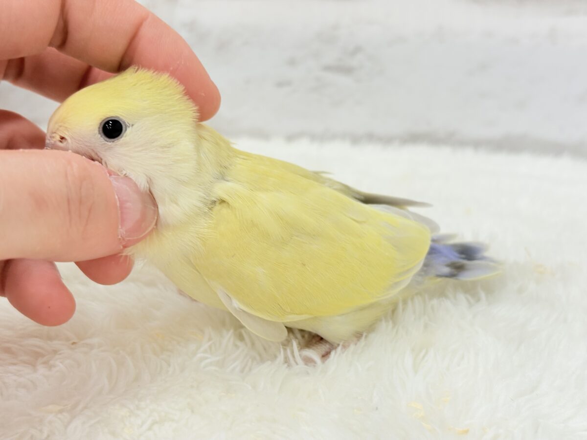 【最新画像更新🪄】ふんわり柔らか癒し系🪅コザクラインコ(シナモン) ヒナ コザクラインコ(小桜インコ)