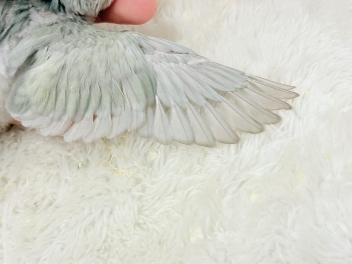 【最新画像更新🪄】ふわふわちゃんの癒しをお届け♡コザクラインコ ヒナ コザクラインコ(小桜インコ)