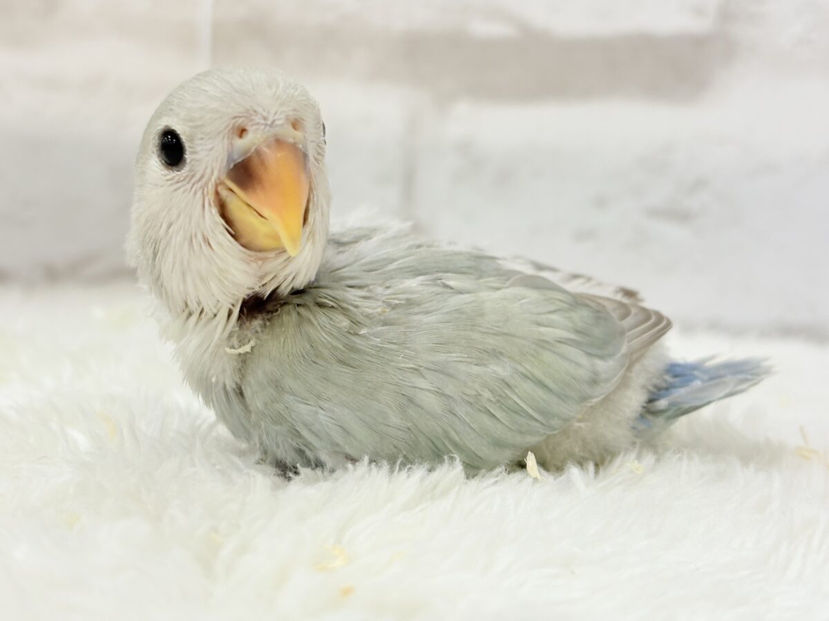 コザクラインコ（小桜インコ）