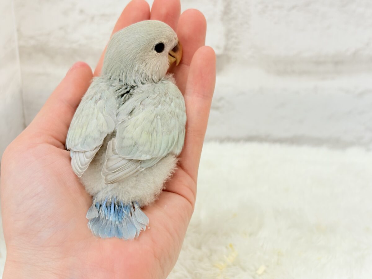コザクラインコ（小桜インコ）