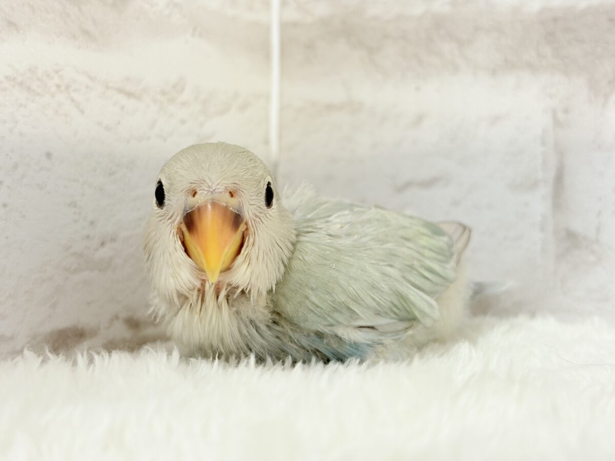 コザクラインコ（小桜インコ）