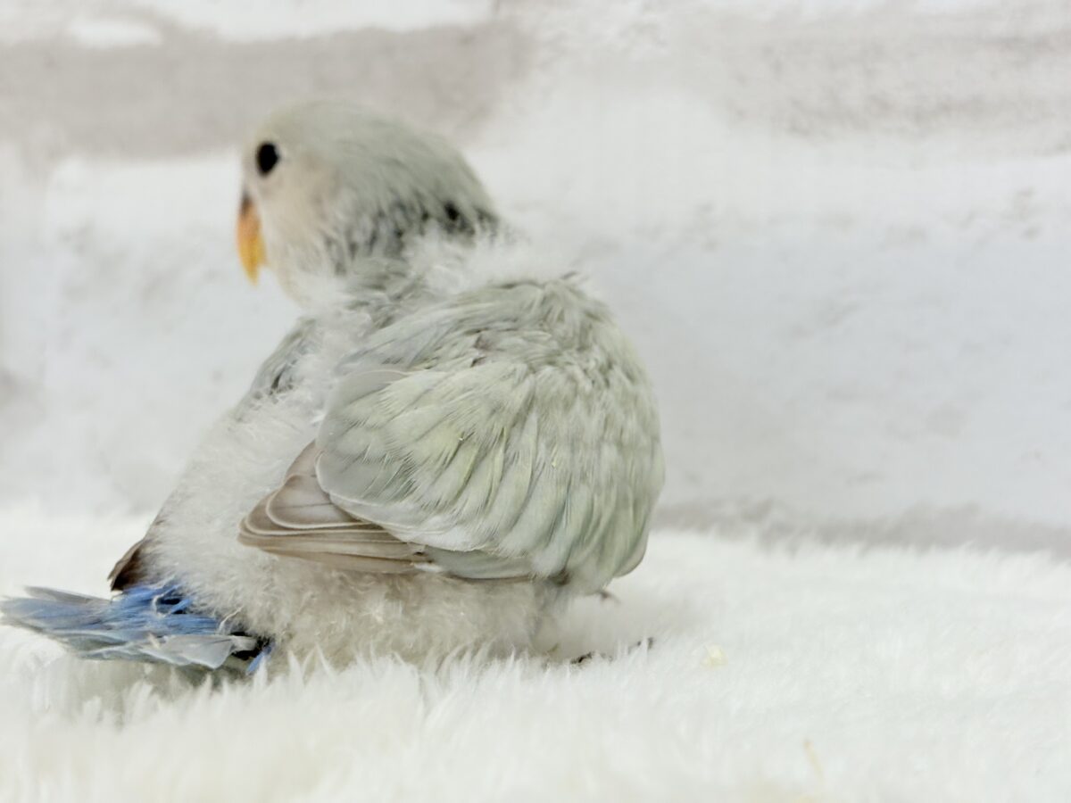 コザクラインコ（小桜インコ）