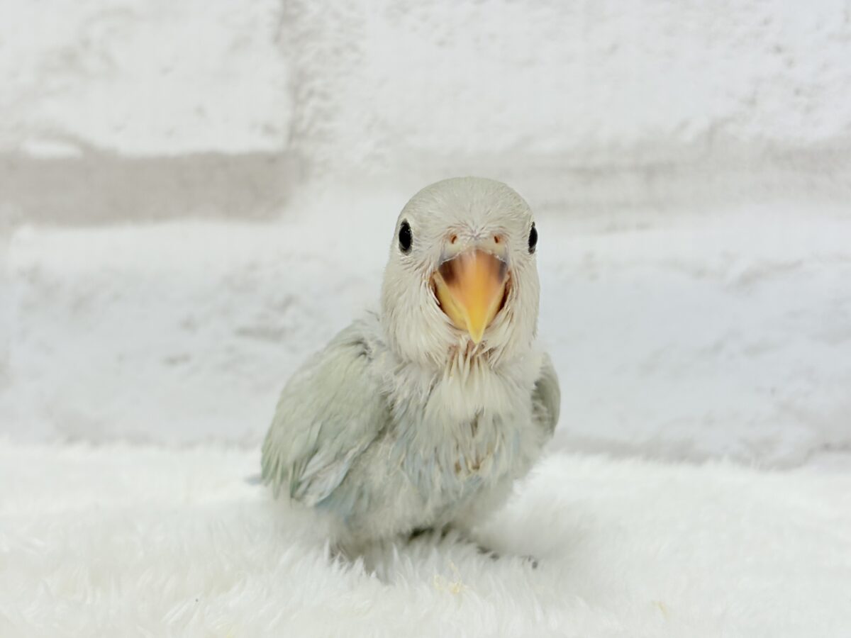 【最新画像更新🪄】ふわふわちゃんの癒しをお届け♡コザクラインコ ヒナ コザクラインコ(小桜インコ)