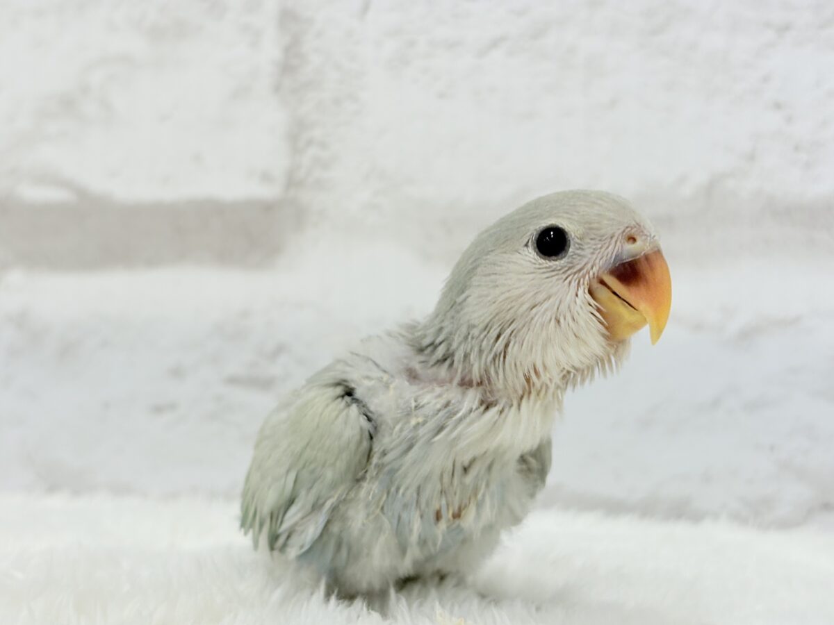 【最新画像更新🪄】ふわふわちゃんの癒しをお届け♡コザクラインコ ヒナ コザクラインコ(小桜インコ)