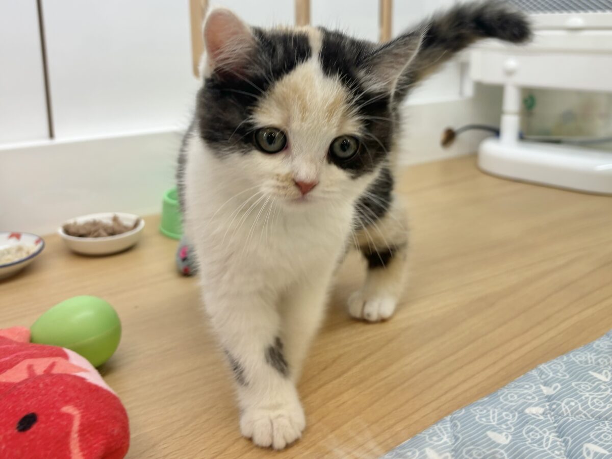 ミックス猫