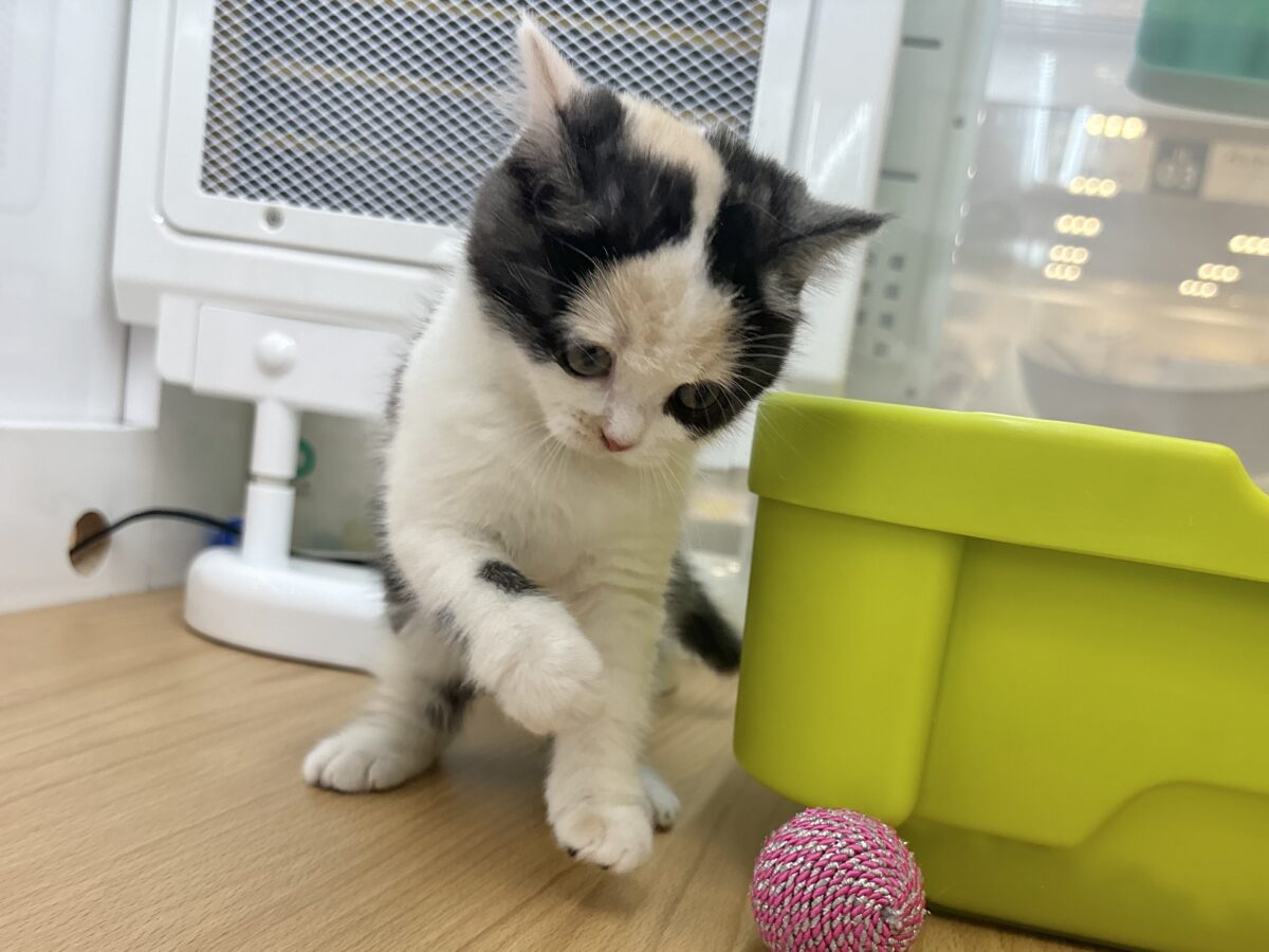 ミックス猫