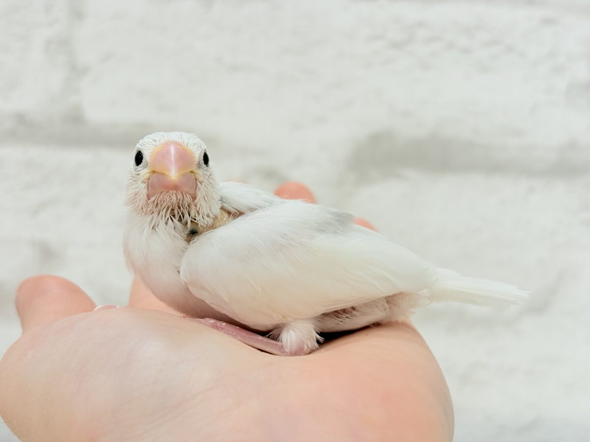 白文鳥