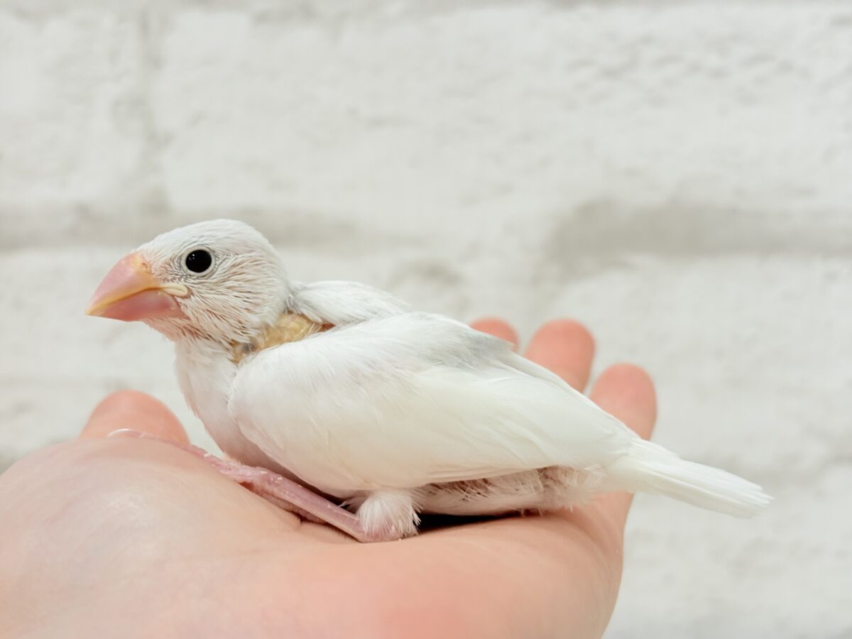 白文鳥