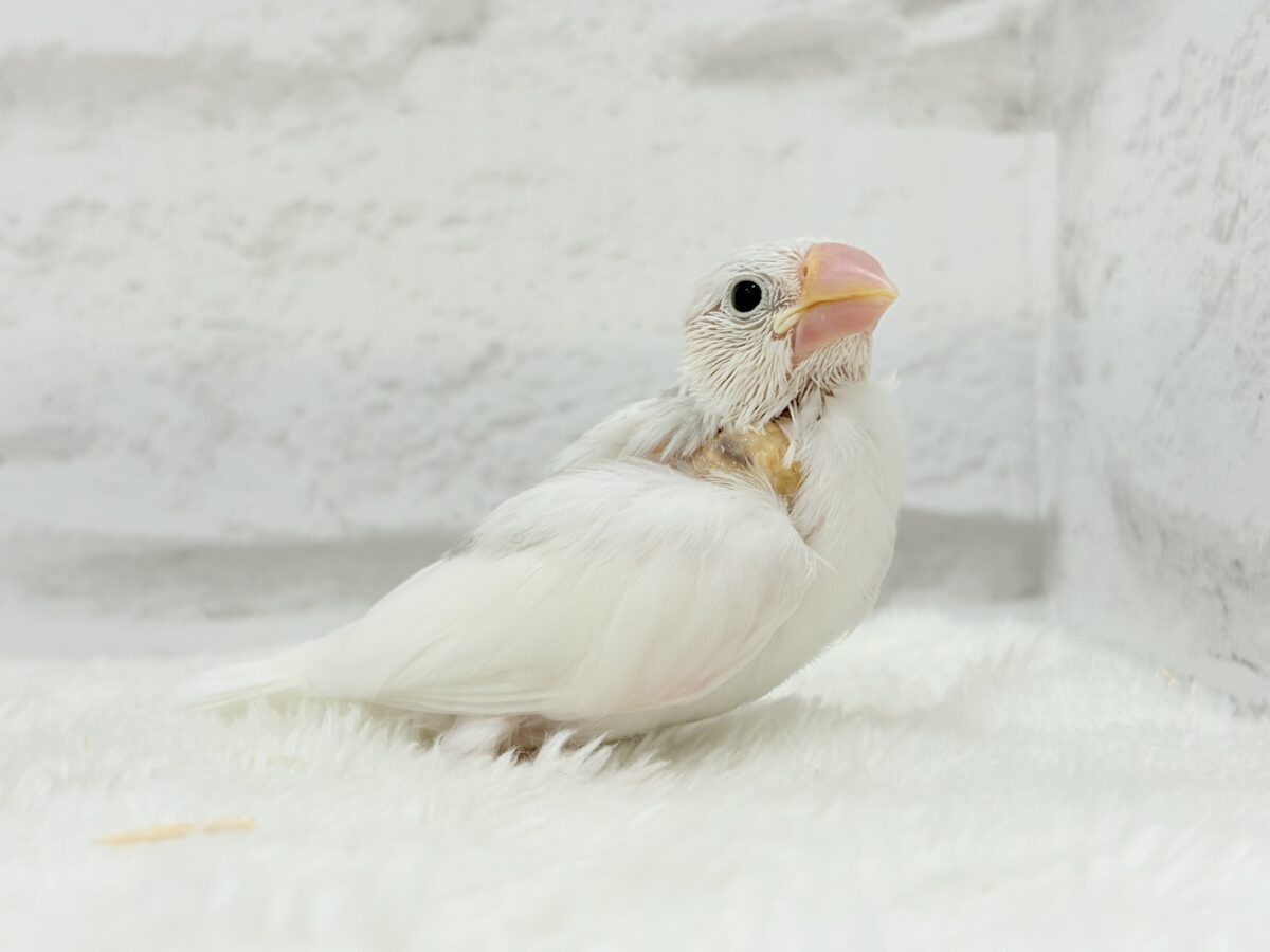 白文鳥