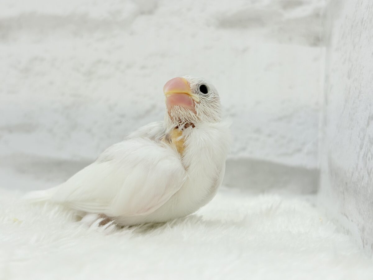白文鳥