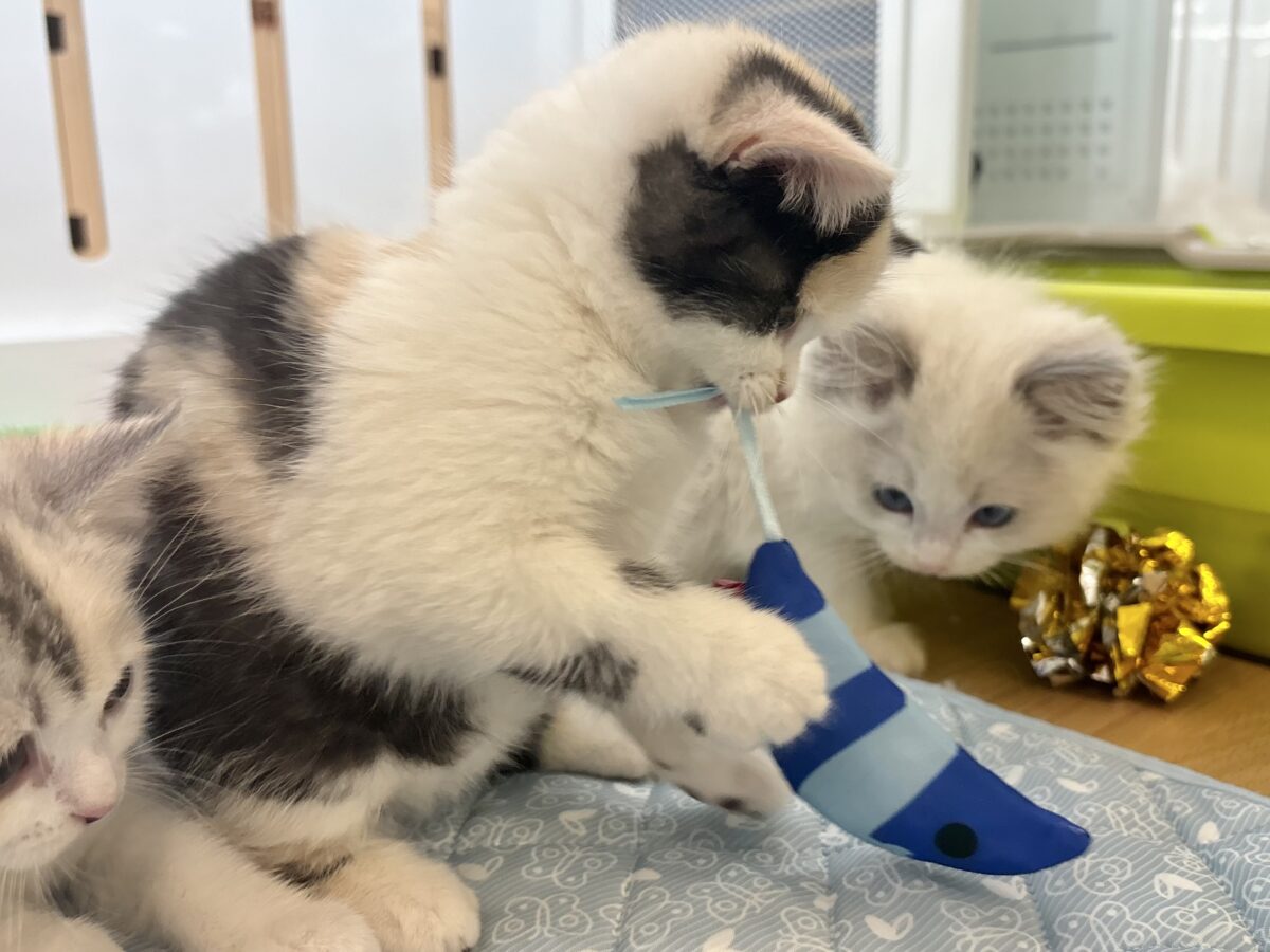 ミックス猫