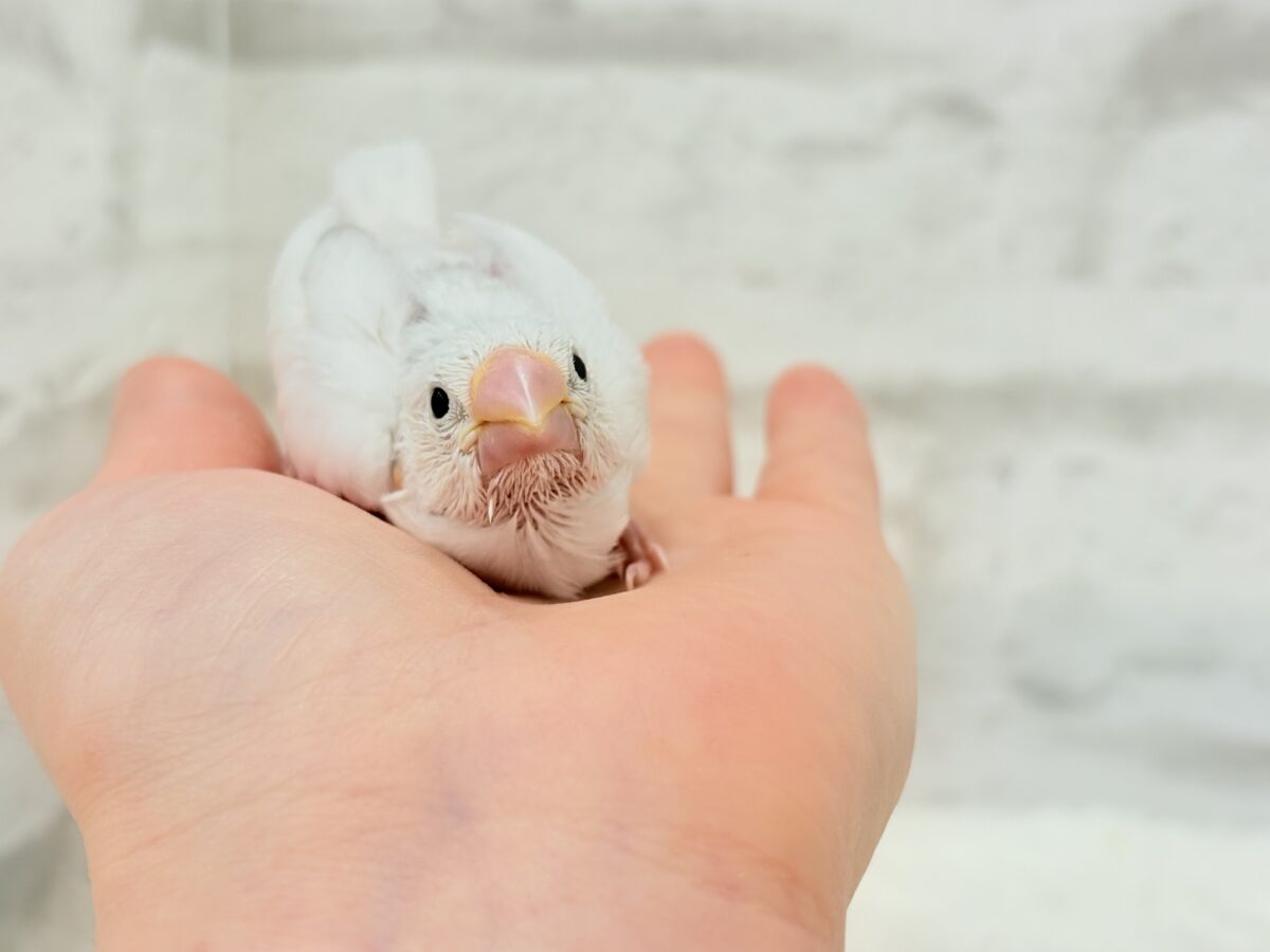白文鳥
