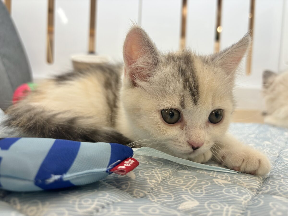 ミックス猫
