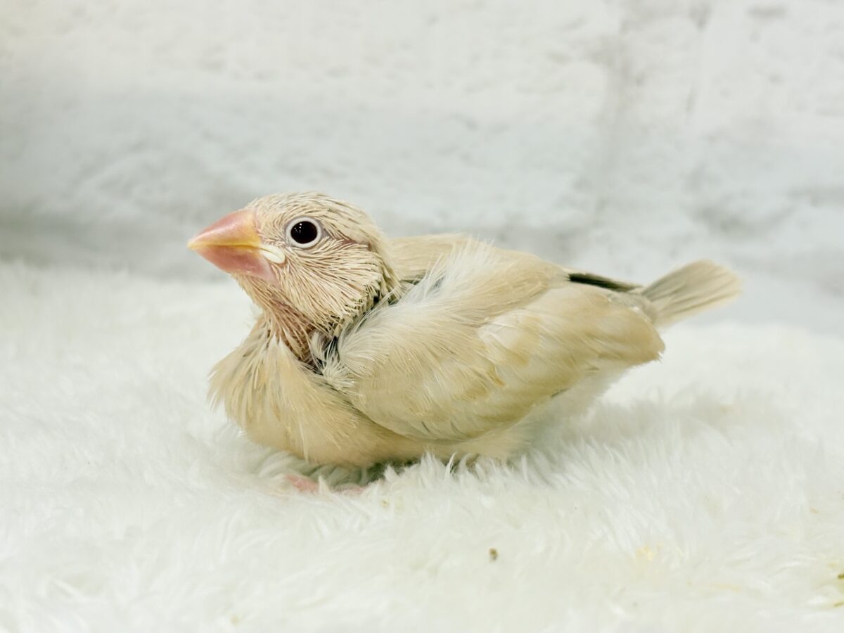 シナモン文鳥