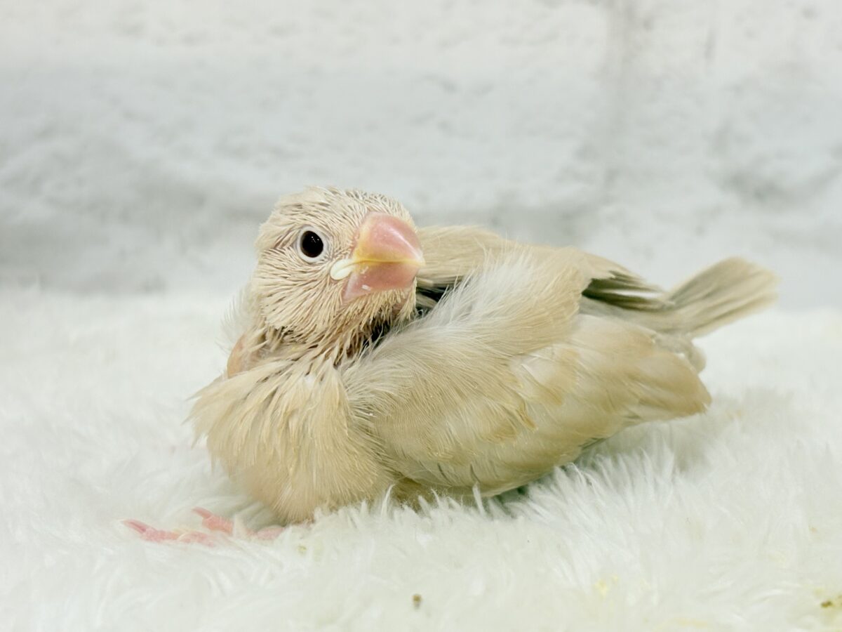 シナモン文鳥