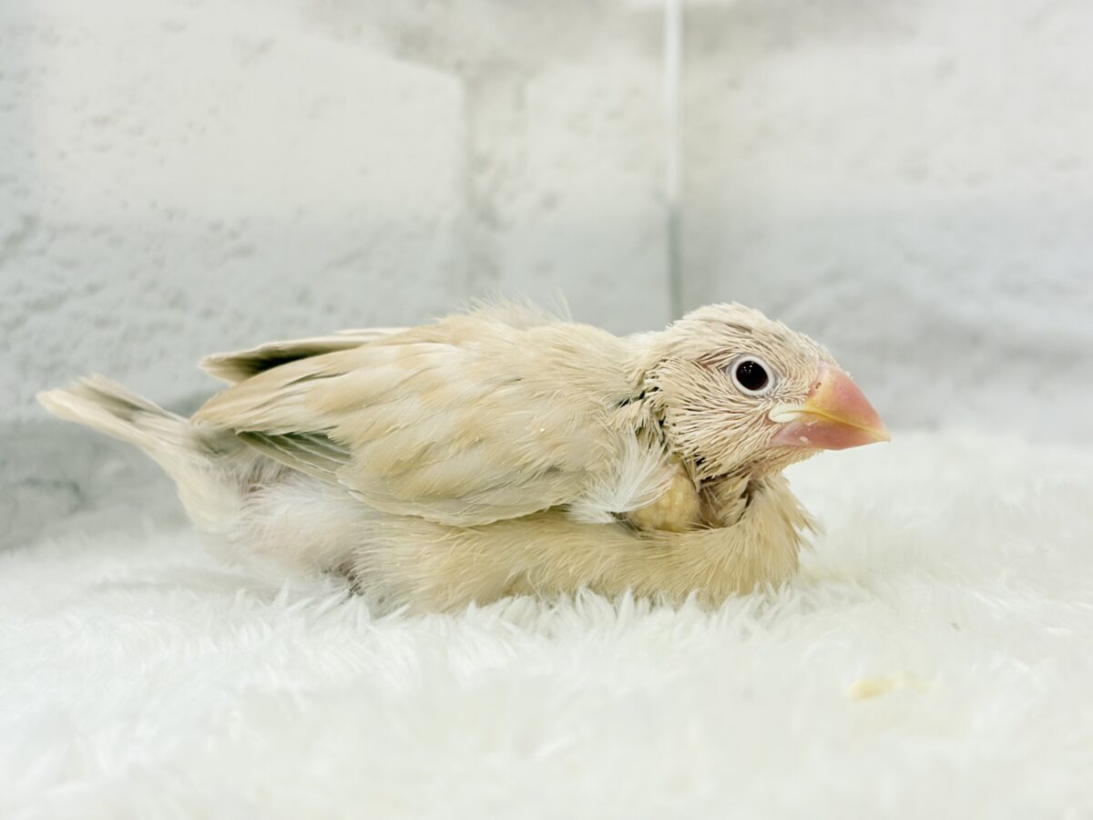 シナモン文鳥
