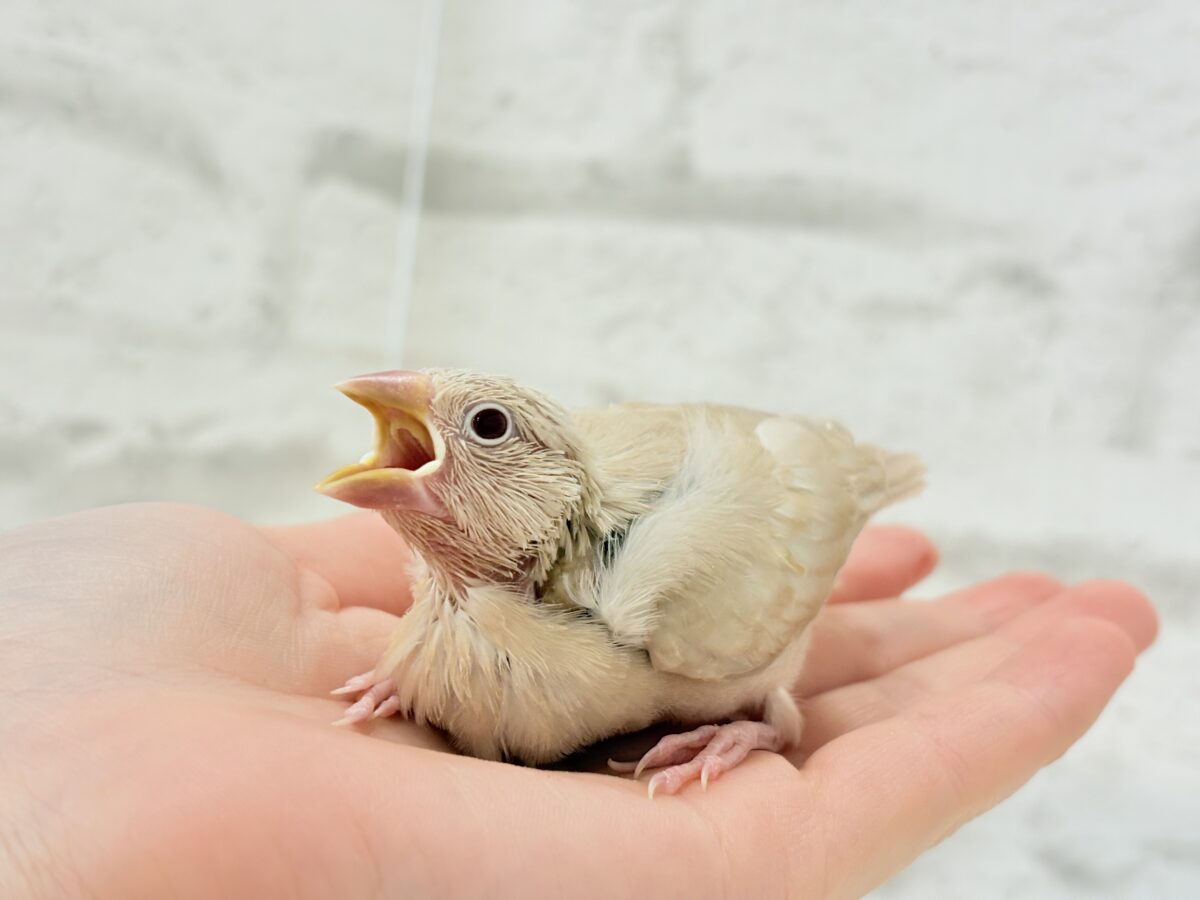シナモン文鳥
