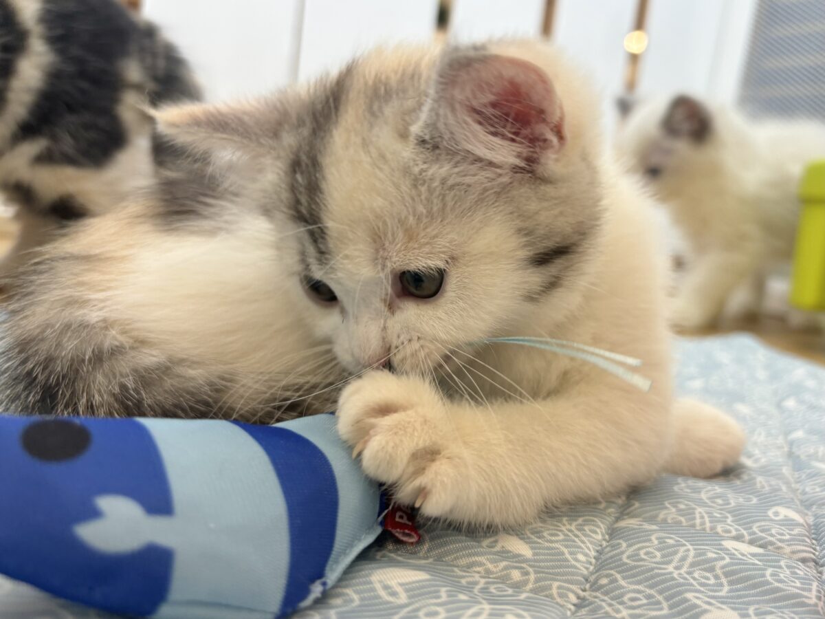 ミックス猫