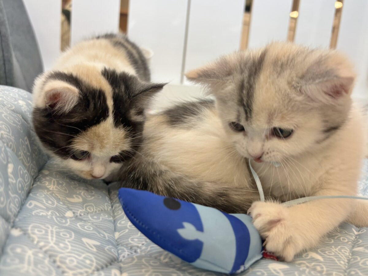 ミックス猫
