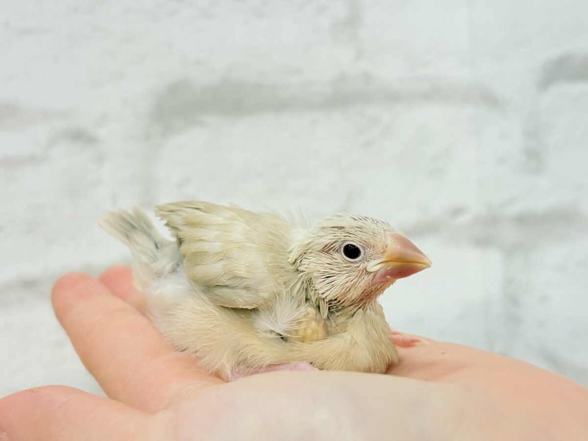 シナモン文鳥