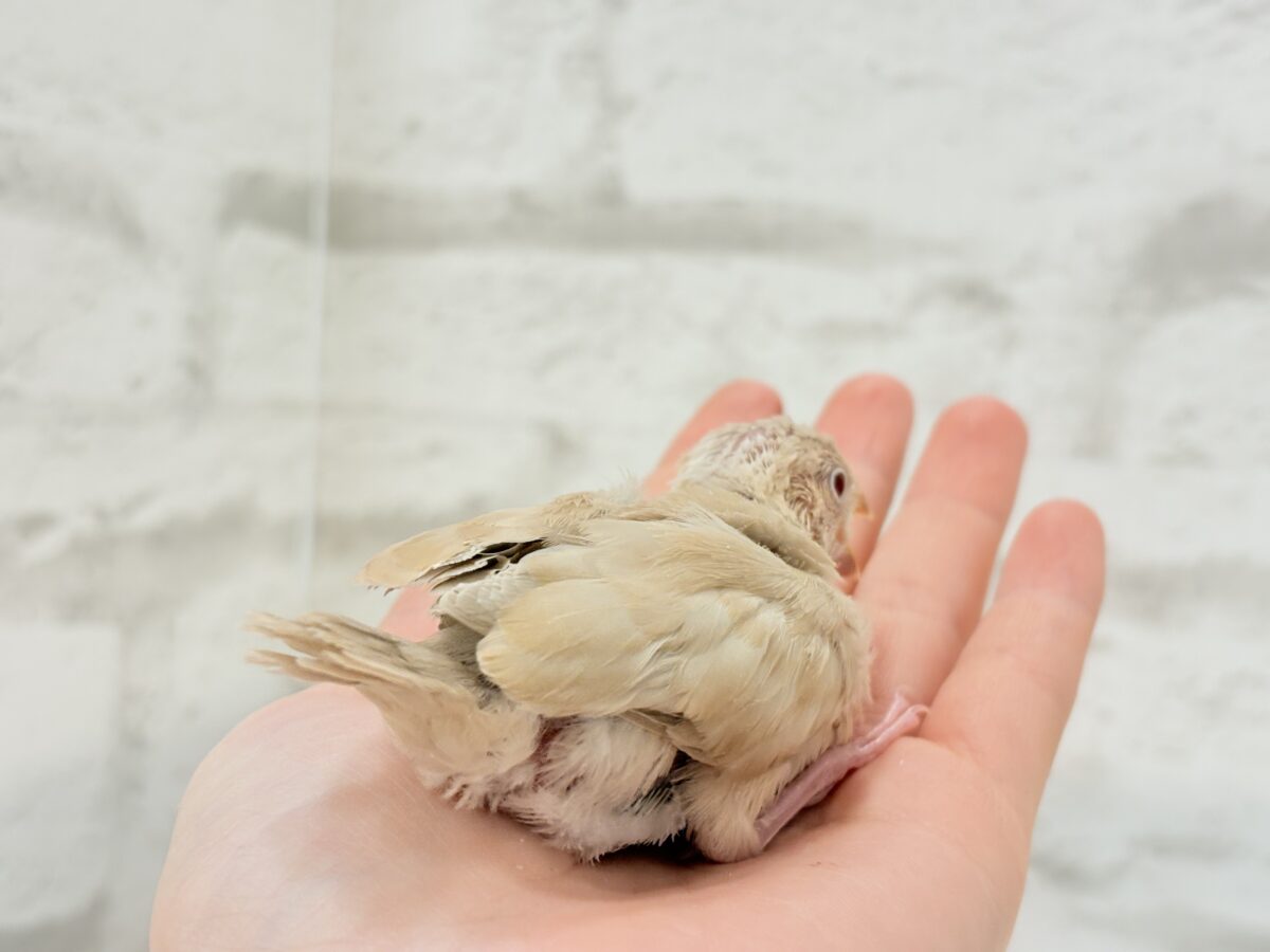 シナモン文鳥