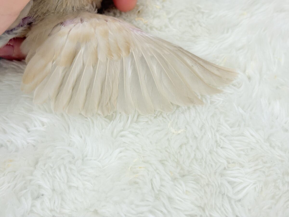 シナモン文鳥