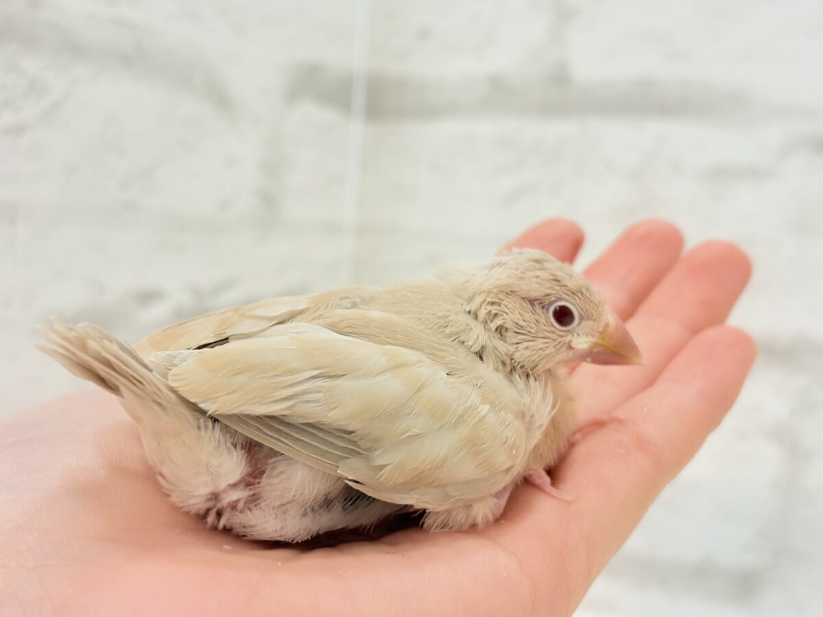 シナモン文鳥