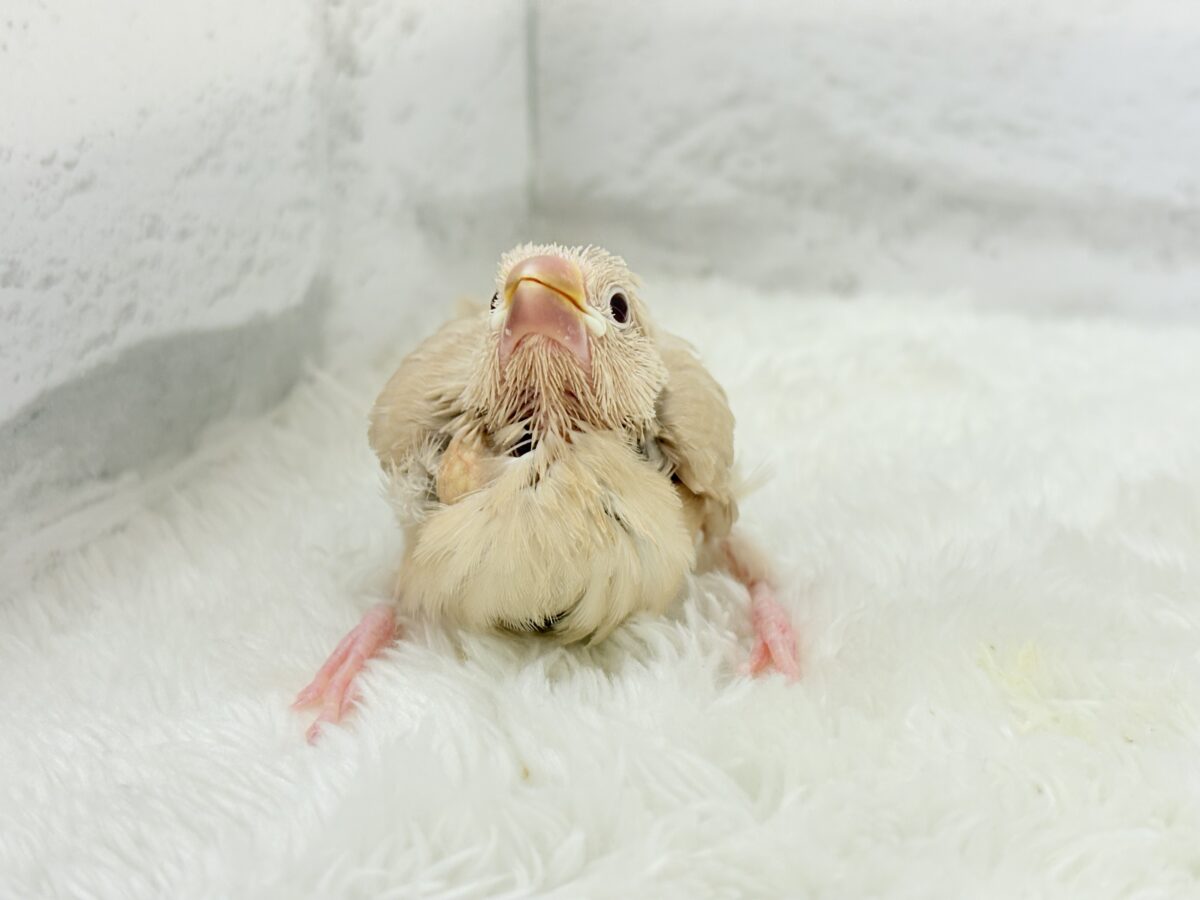 シナモン文鳥