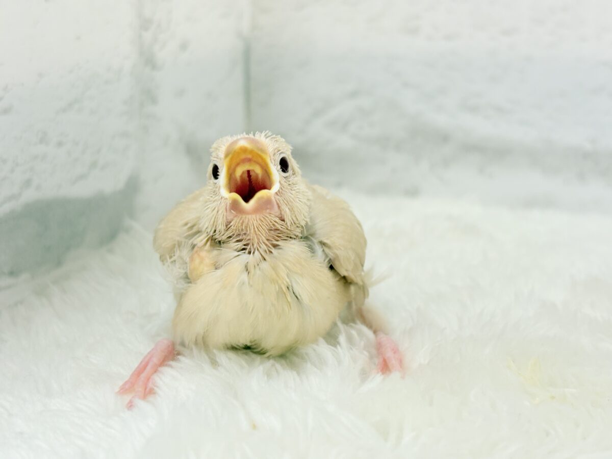 シナモン文鳥
