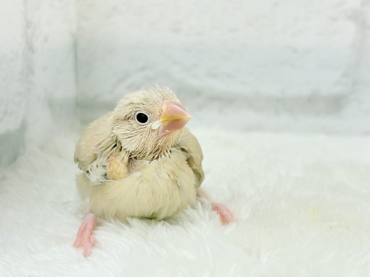 シナモン文鳥