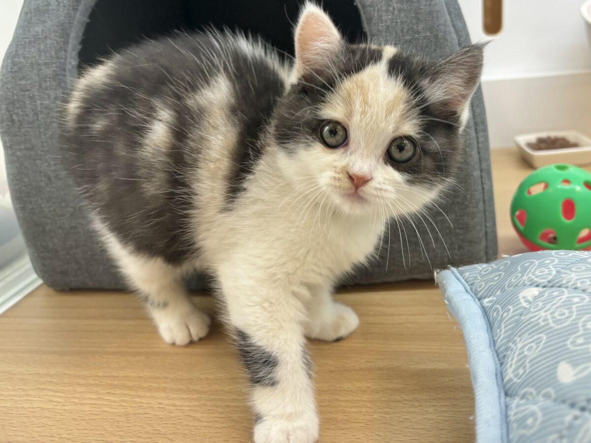 ミックス猫
