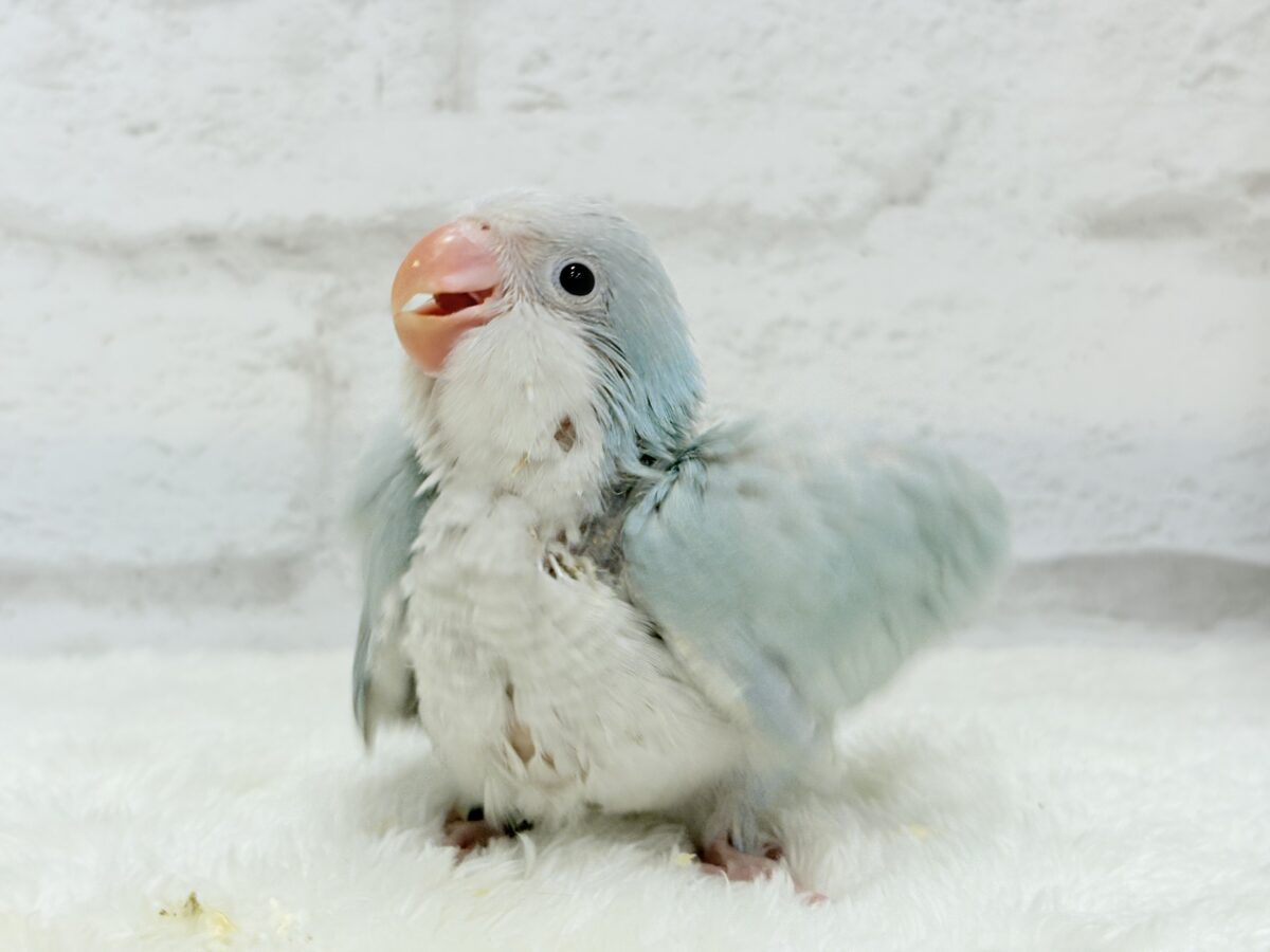 オキナインコ