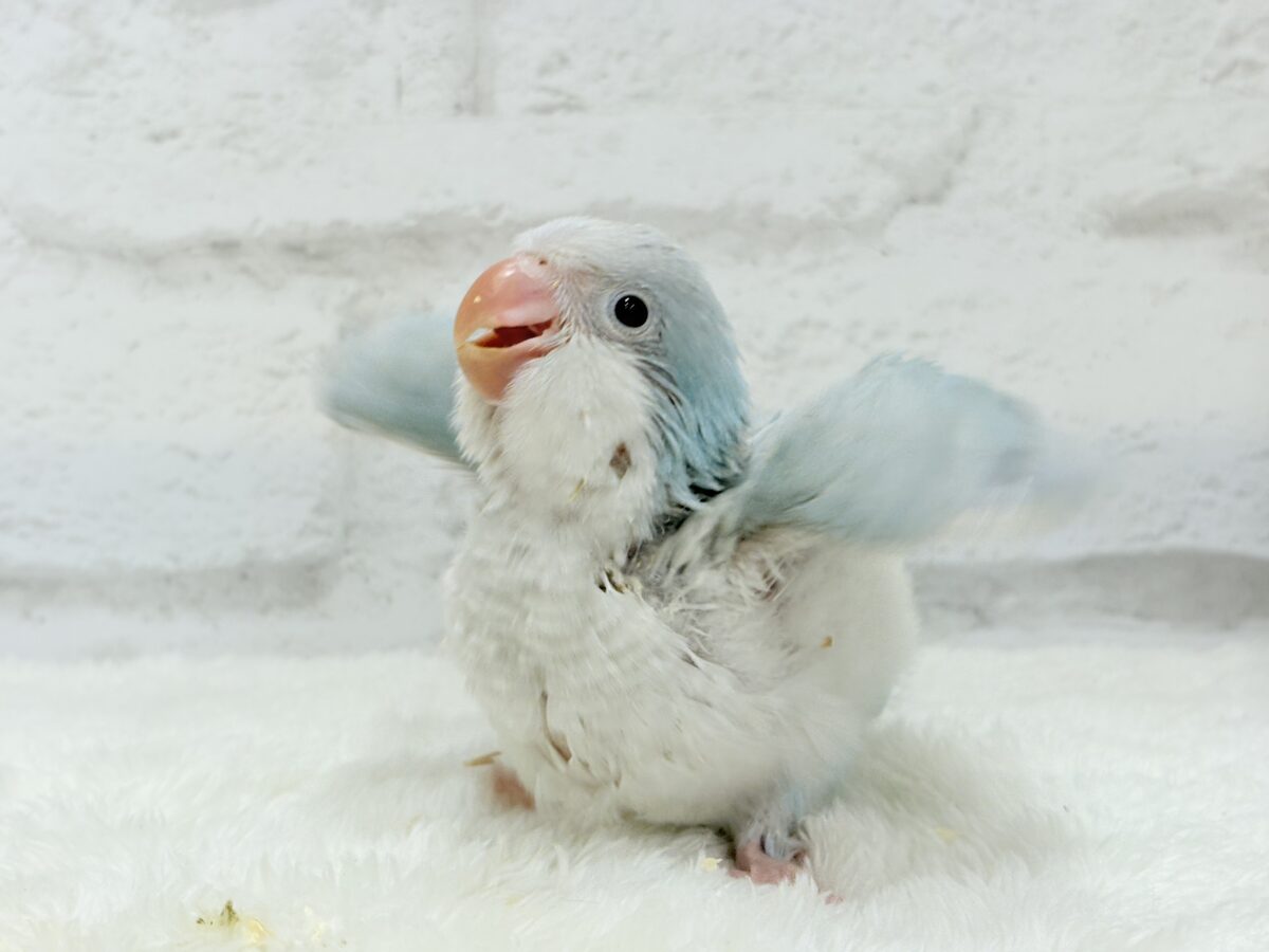 【最新画像更新🪄】ラムネみたいな淡いブルー🐣🩵🫧オキナインコ(ブルーパリドイノ) ヒナ オキナインコ