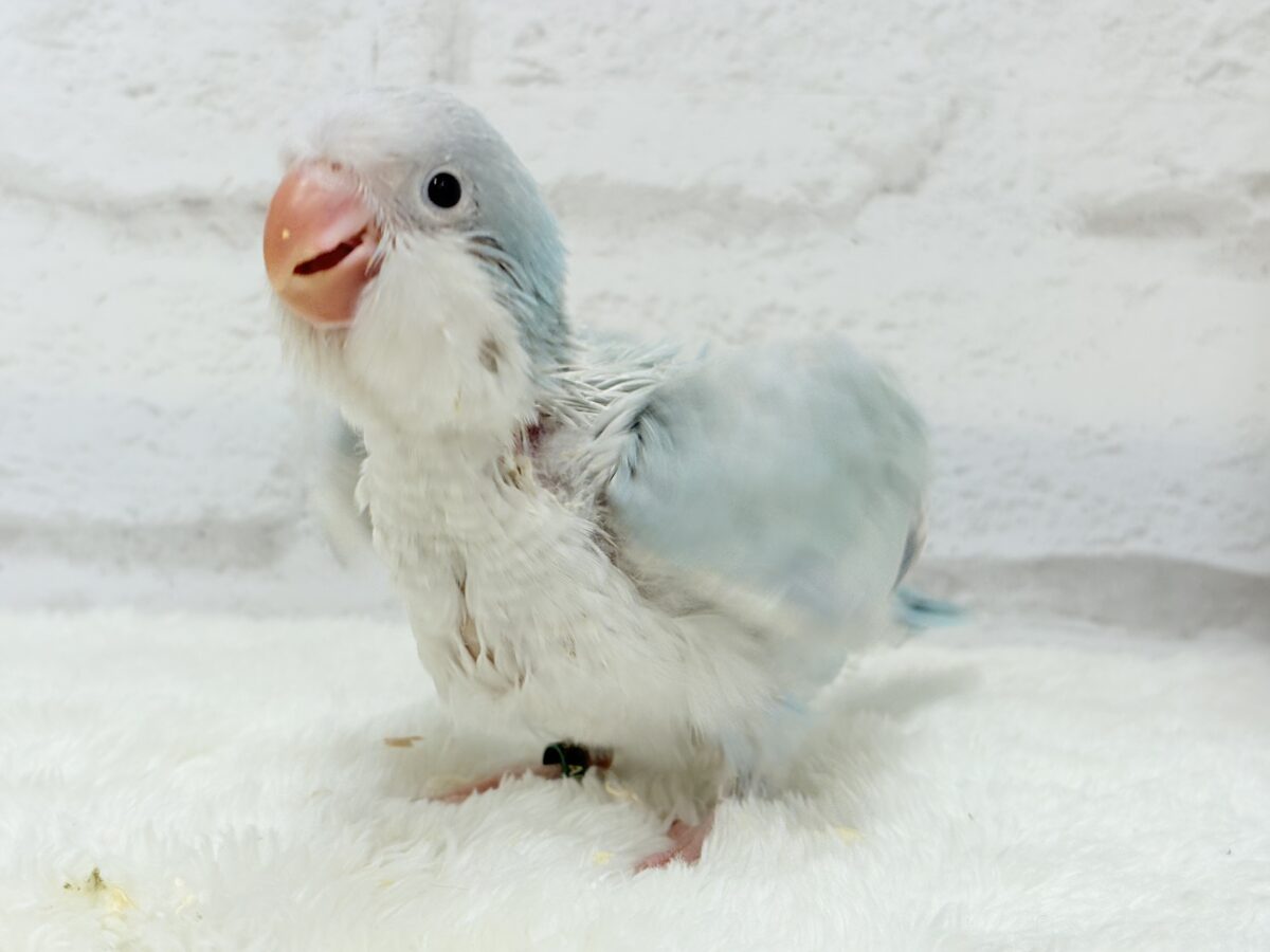 オキナインコ