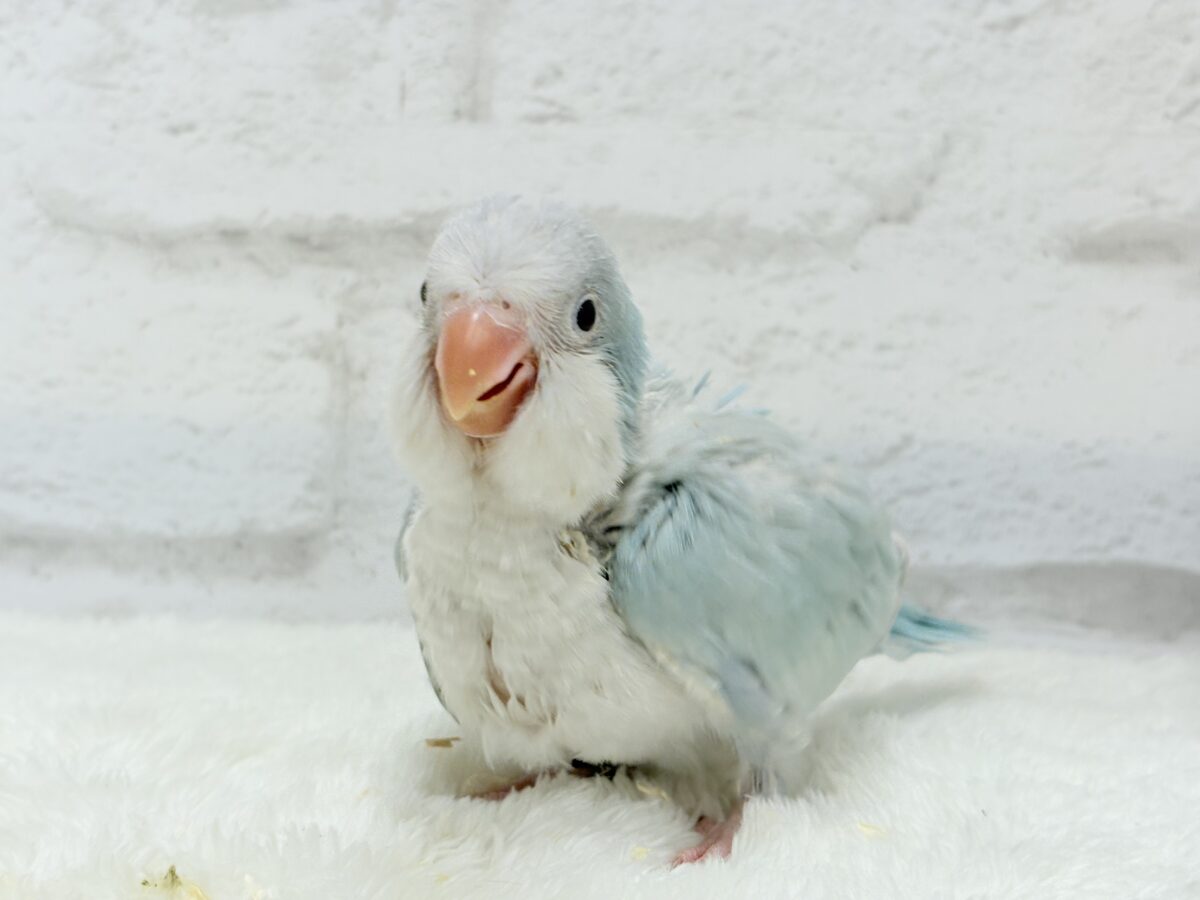 オキナインコ