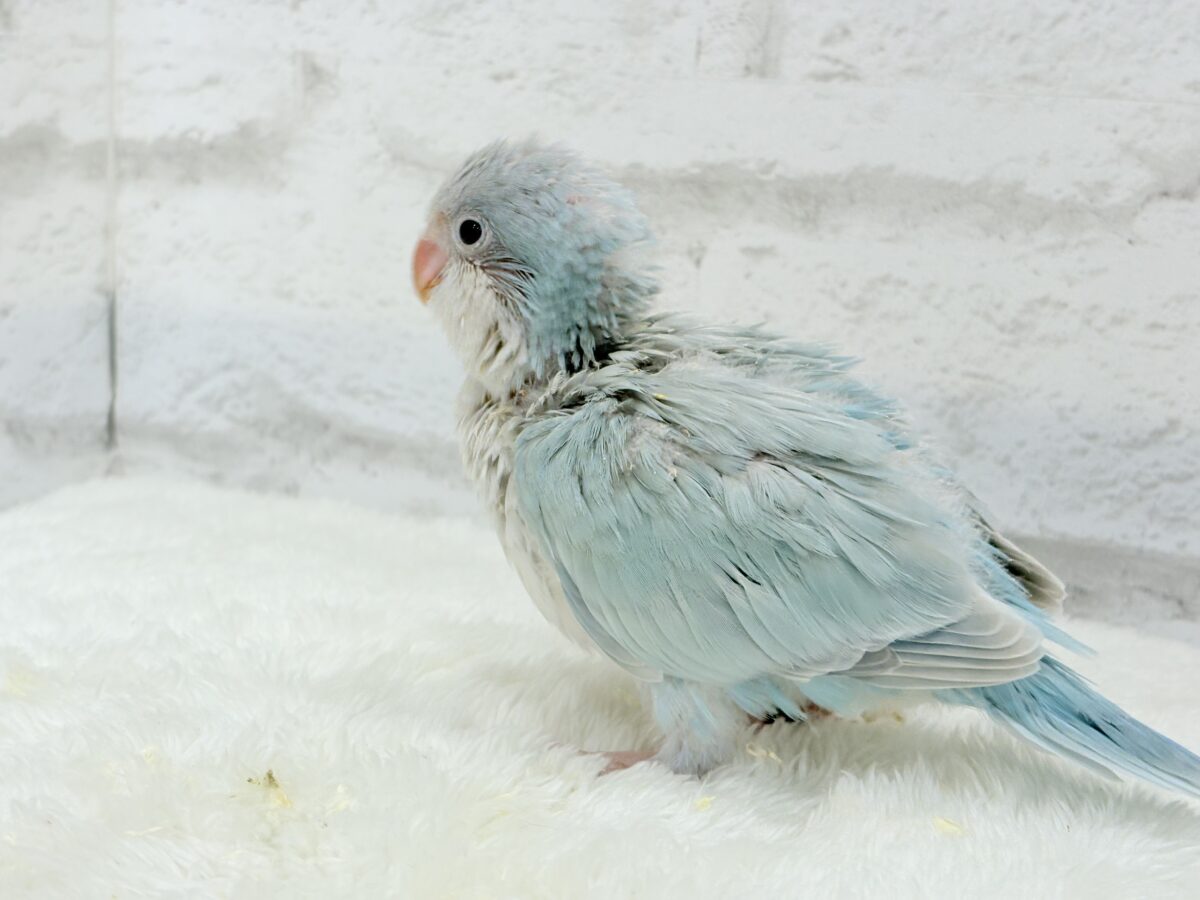 オキナインコ