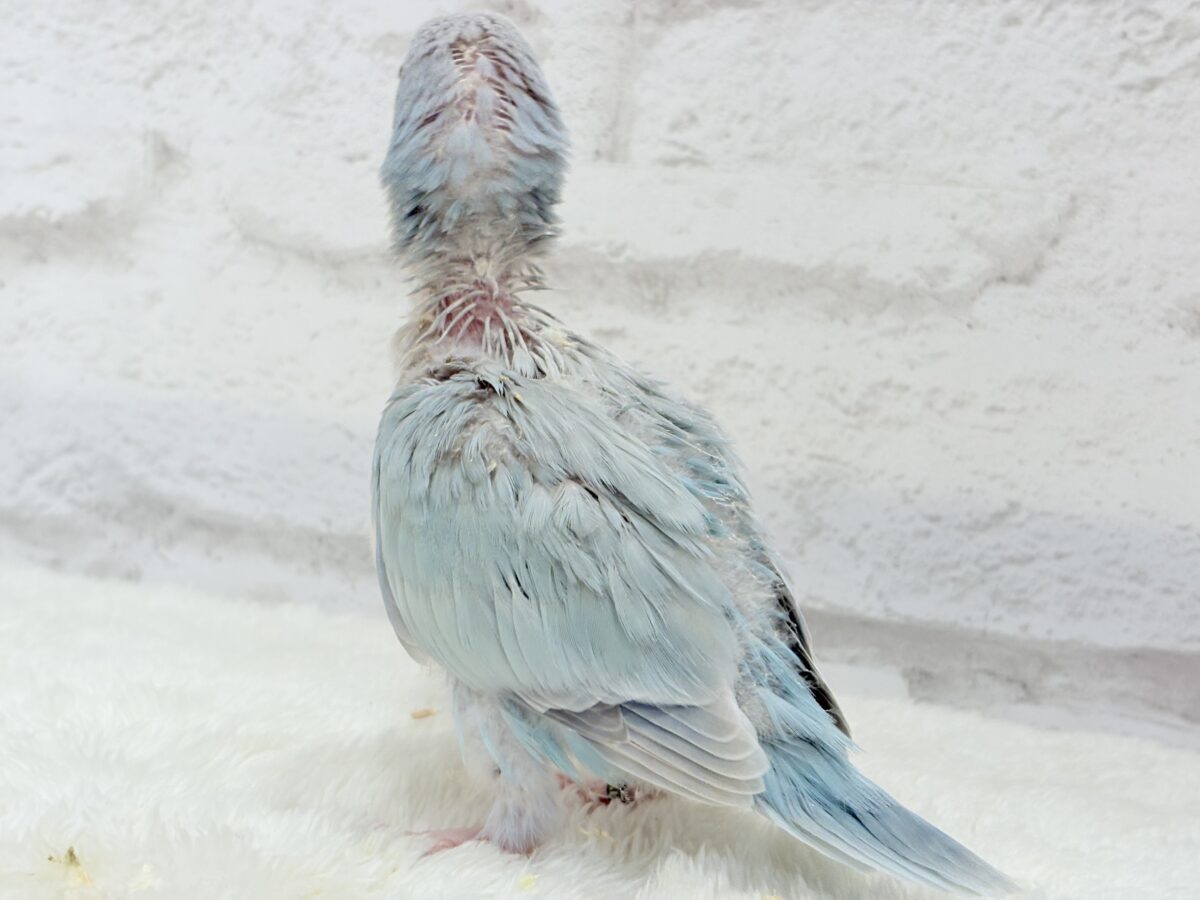 オキナインコ