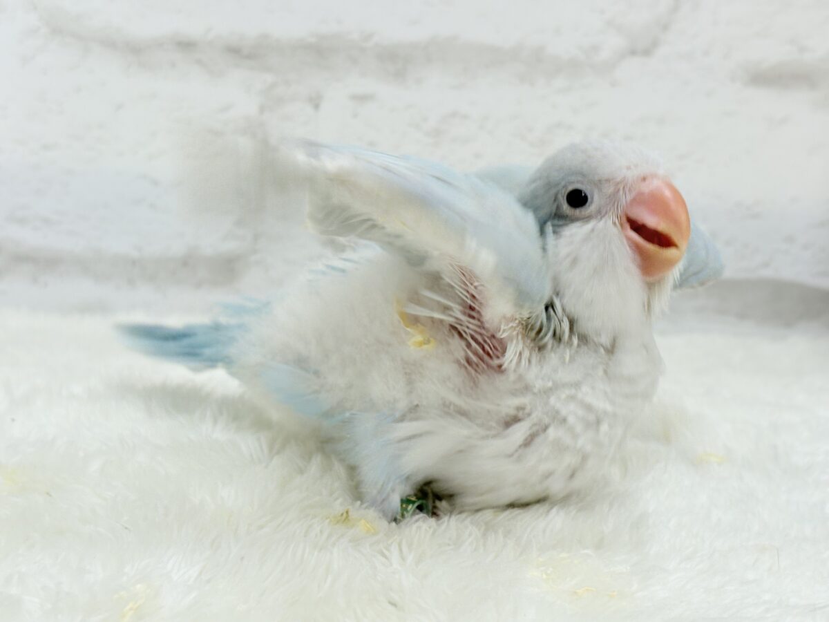 オキナインコ