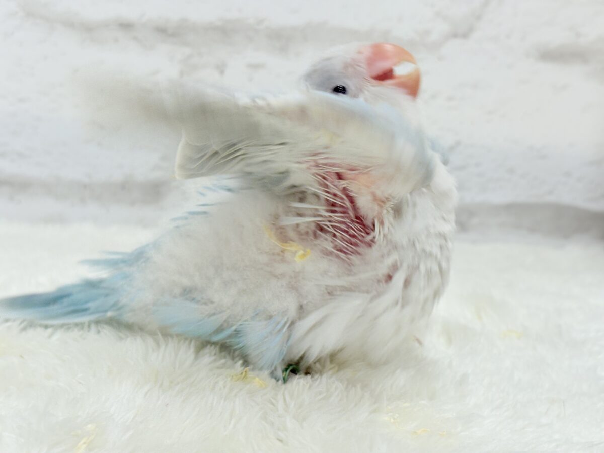 【最新画像更新🪄】ラムネみたいな淡いブルー🐣🩵🫧オキナインコ(ブルーパリドイノ) ヒナ オキナインコ
